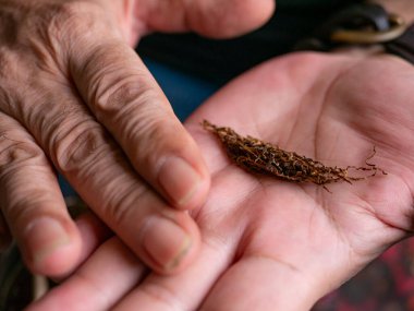 Kurutulmuş tütünle sarılmış sigara hazırlıyorum..