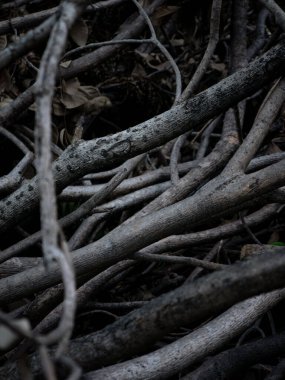 Doğal kuru yapraklar. Ölü ağaç dalları. Doğa duvar kağıdı dokusu arkaplanı.