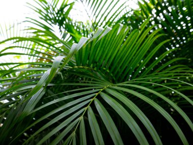 Tropik palmiye yaprakları yeşil doğa görünümü dekorasyon arka plan dokusu.