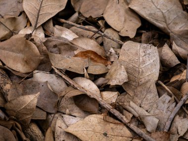 Sonbahar mevsiminde kurumuş yaprak dokusu.