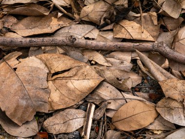 Sonbahar mevsiminde kurumuş yaprak dokusu.