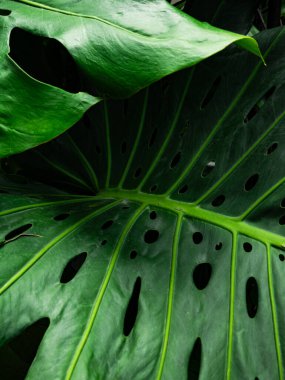 Yeşil Canavar Desen Doku Arkaplanını Bırakıyor.