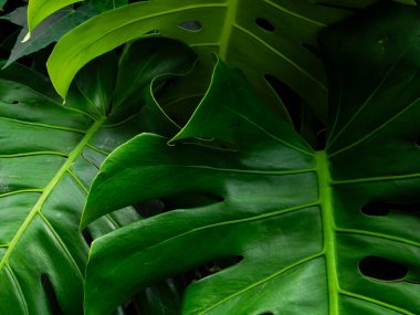 Yeşil Canavar Desen Doku Arkaplanını Bırakıyor.