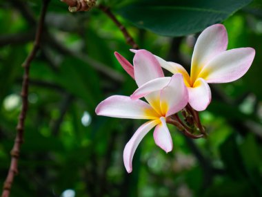 Beyaz ve Pembe Plumeria Frangipani Çiçeği Açtı.
