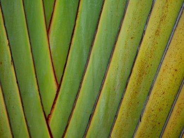 Gezgin Palm Leaf Deseni. Doğal Yeşil Doku Arkaplanı.