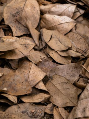 Sonbahar mevsiminde kurumuş yaprak dokusu.