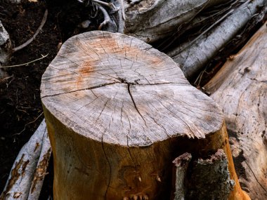 Kesilen Ağaç Damlası Büyüyen Yüzükler ve Çatlak Doku Arkaplanını Gösteriyor.