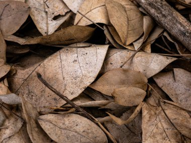 Sonbahar mevsiminde kurumuş yaprak dokusu.