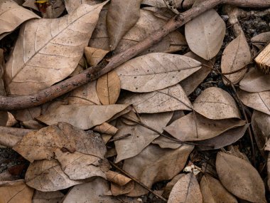 Sonbahar mevsiminde kurumuş yaprak dokusu.