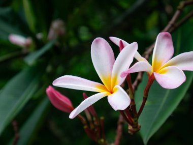 Beyaz ve Pembe Plumeria Frangipani Çiçeği Açtı.