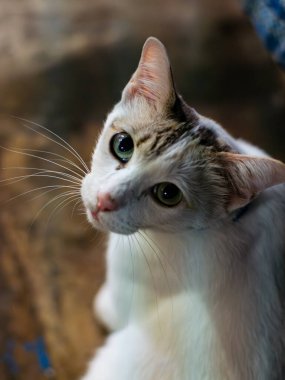 Başında İnce İşaretlerle Şirin Beyaz Kedi Portresi.