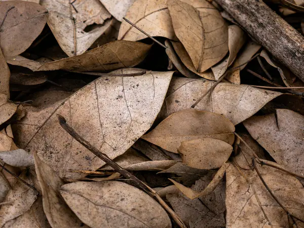 Sonbahar mevsiminde kurumuş yaprak dokusu.