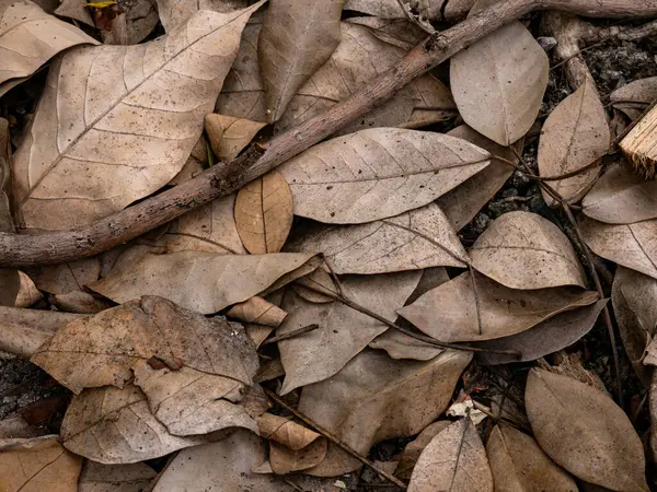 Sonbahar mevsiminde kurumuş yaprak dokusu.