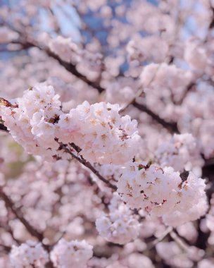Bulanık arkaplanda güzel beyaz bahar çiçekleri