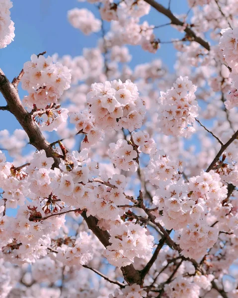 春の美しい桜 — ストック写真