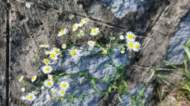 Güzel küçük kır çiçekleri Yıpranmış Taş bir yüzeye karşı büyüyor