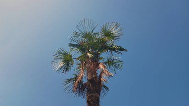 Tropikal palmiye ağacı açık mavi gökyüzüne karşı