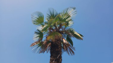 Tropikal palmiye ağacı açık mavi gökyüzüne karşı