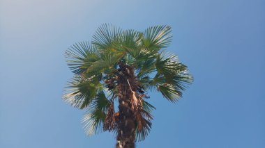 Tropikal palmiye ağacı açık mavi gökyüzüne karşı