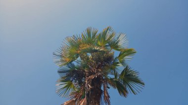 Tropikal palmiye ağacı açık mavi gökyüzüne karşı