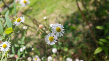 Çiçek açmış bir papatya tarlasına yakın çekim