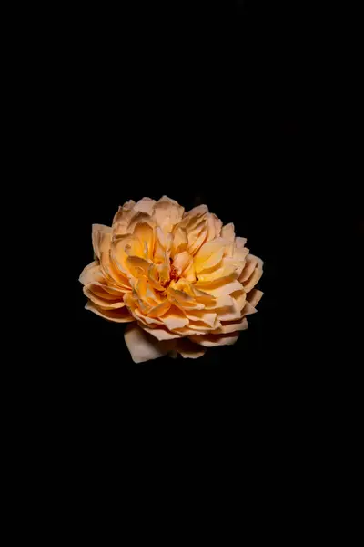 Koyu Arkaplanda Çiçek açan Turuncu Güller