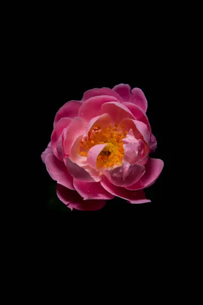 Pembe Güller Çiçek açıyor Karanlık bir arkaplanda