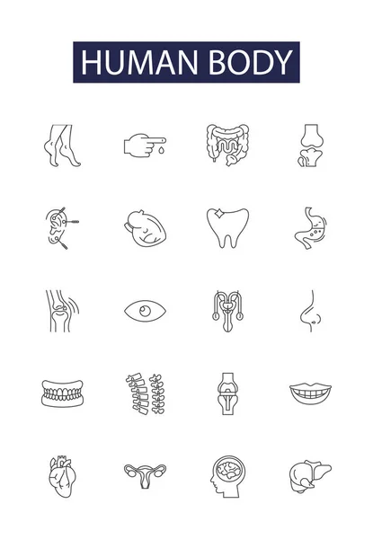 stock vector Human body line vector icons and signs. Skeleton, Muscles, Ligaments, Tendons, Organs, Blood, Bones, Hands vector outline illustration set