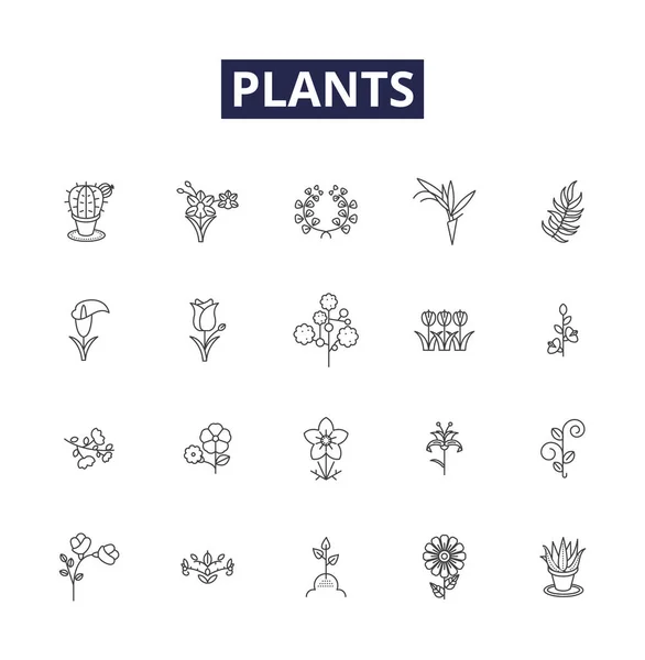 Planten Lijn Vector Pictogrammen Borden Fotosynthese Loof Botanie Zaad Wortel — Stockvector