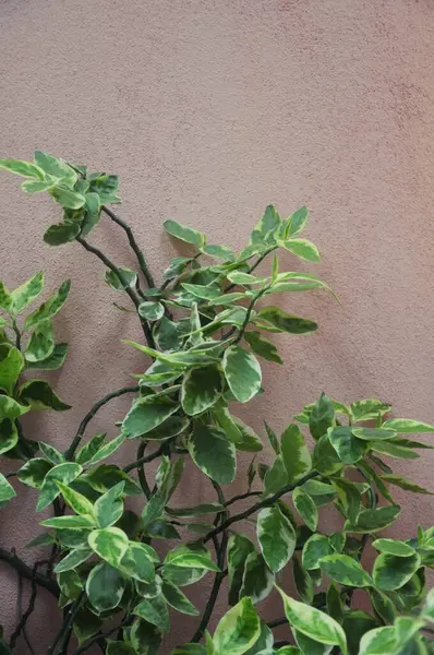 stock image Green leaves of a tree