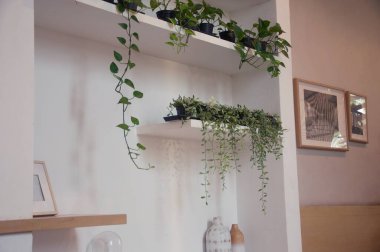 Güzel botanik çekimi, doğal duvar kağıdı, bitki iç mimarisi.