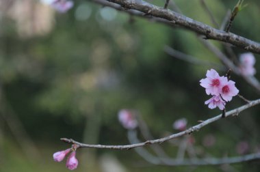 bahar pembe çiçekleri sakura Tayland, erik serasoidler pembe