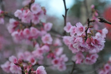 bahar pembe çiçekleri sakura Tayland, erik serasoidler pembe