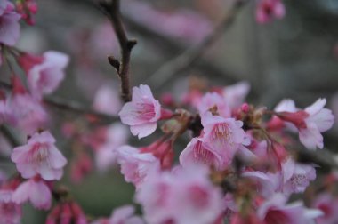 bahar pembe çiçekleri sakura Tayland, erik serasoidler pembe