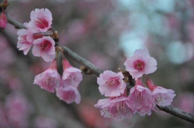 bahar pembe çiçekleri sakura Tayland, erik serasoidler pembe