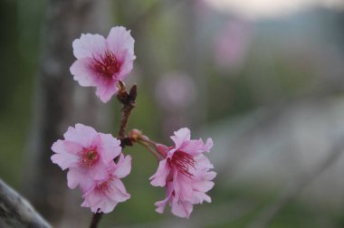 bahar pembe çiçekleri sakura Tayland, erik serasoidler pembe