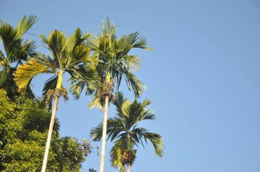 Mavi gökyüzüne karşı palmiye ağaçları, tropik kıyılarda palmiye ağaçları, hindistan cevizi ağacı, yaz ağacı. kopyalama alanı olan arkaplan.