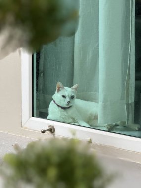 Pencerede oturan kedi