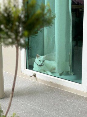 Pencerede yatan kedi