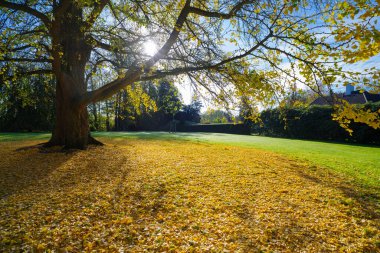 Bir sonbahar parkında ginkgo biloba ağacının altında güzel bir manzara.