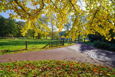 Bir sonbahar parkında ginkgo biloba ağacının altında güzel bir manzara.