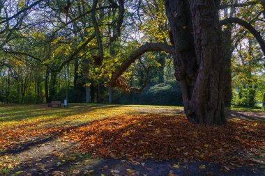 Sonbaharda parktaki yaşlı kestane ağacı