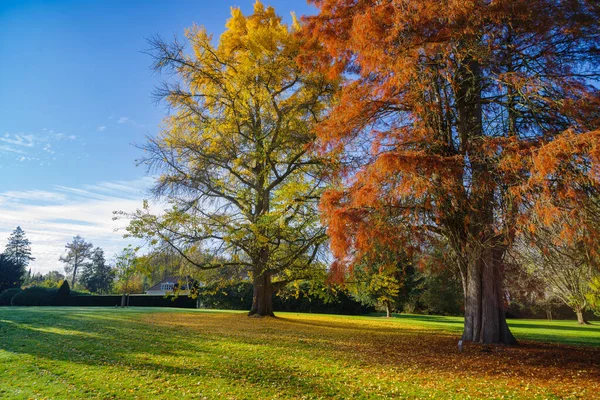 stock image beautiful trees in autumn colors in a park