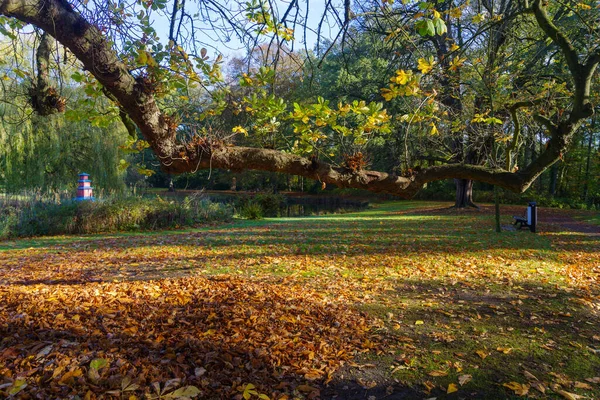 Sonbaharda Yatay Asılı Kestane Ağacı Gövdesi — Stok fotoğraf