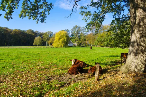 Bruine Koeien Een Weiland Genietend Van November Zon — Stockfoto