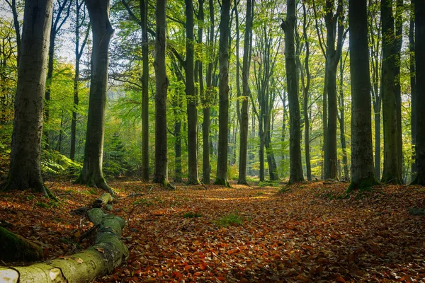 Skog Vackra Höstfärger — Stockfoto
