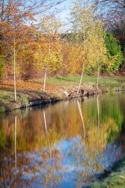 Suya yansıyan hendek boyunca birkaç huş ağacı.