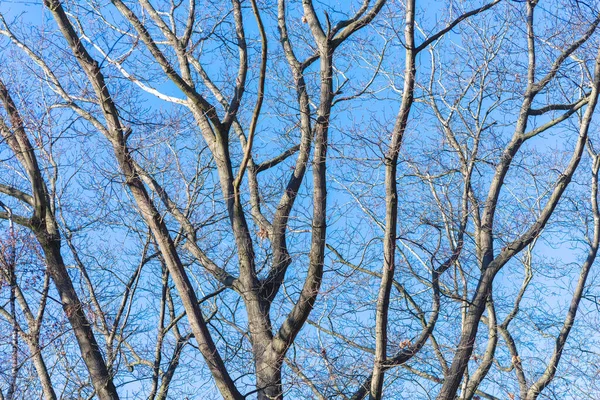 Ramas Árboles Pertenecientes Árbol Grande Contra Cielo Azul —  Fotos de Stock