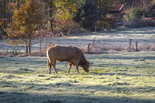 Αγελάδα Βόσκηση Ένα Όμορφο Ηλιόλουστο Κρύο Πρωί Του Νοεμβρίου — Φωτογραφία Αρχείου