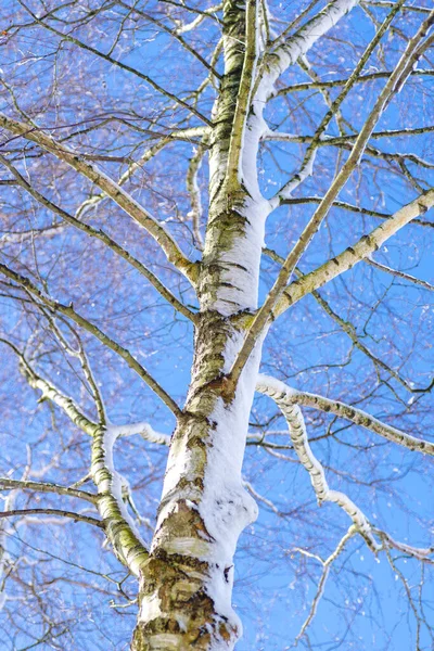 白桦树上覆盖着一层新的雪 — 图库照片